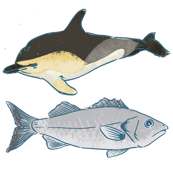 dauphin-bar-illustrations-faune-flore-marine-metiers-mer-jeu-mission-ocean-la-rochelle-jordan-gentes-552