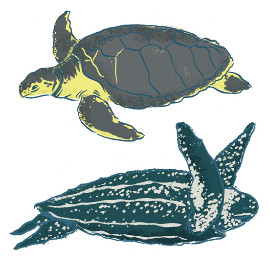 tortue-luth-kemp-illustrations-faune-flore-marine-metiers-mer-jeu-mission-ocean-la-rochelle-jordan-gentes-552